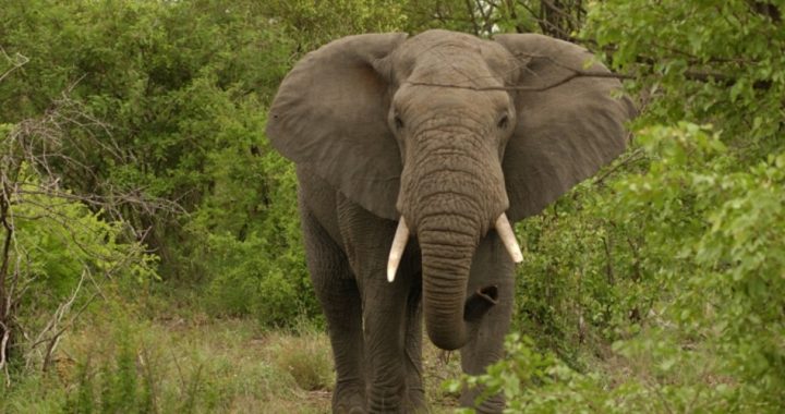 Trump’s Trophy-hunt Troubles: What if Big-game Hunting Saves the Elephant?