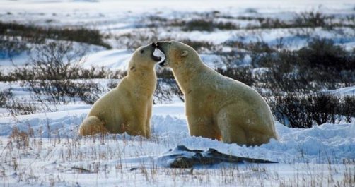 Eskimos: There May Be “Too Many Polar Bears Now”