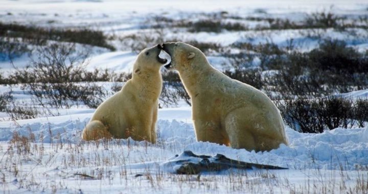 Eskimos: There May Be “Too Many Polar Bears Now”