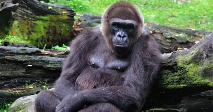 The Sun’s Fake News: Humans Can Breed With Apes?
