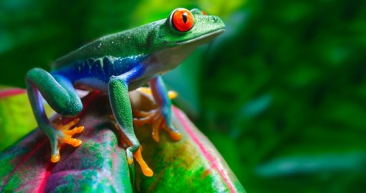 Professors Say Global Warming Isn’t Killing Frogs — Scientists Are