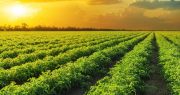 Politically Motivated Studies Conclude: Global Warming Will Reduce Agricultural Production