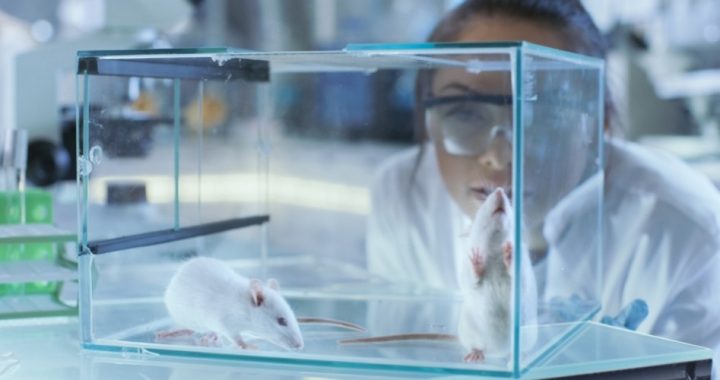 FDA Buying Tissue From Aborted Babies for Implantation Into “Humanized Mice”
