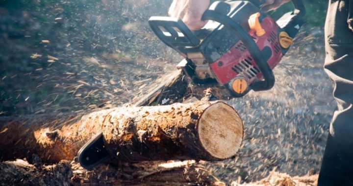Brothers Fined $450,000 for Cutting Down Trees on Their Own Property