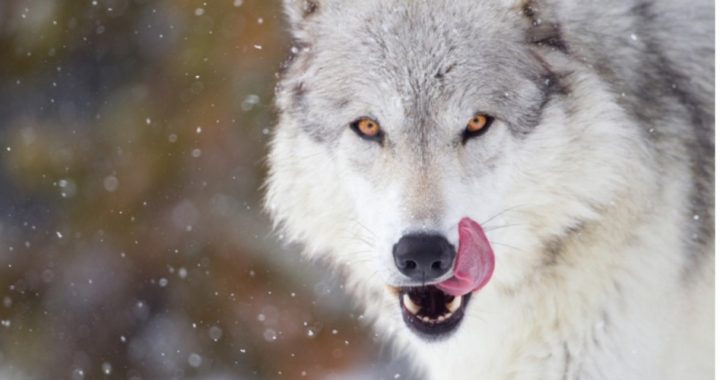 Trump Plan to Delist Wolves Greeted With Cheers and Jeers