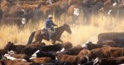 Negative Impact of USMCA on U.S. Cattle Industry Predicted