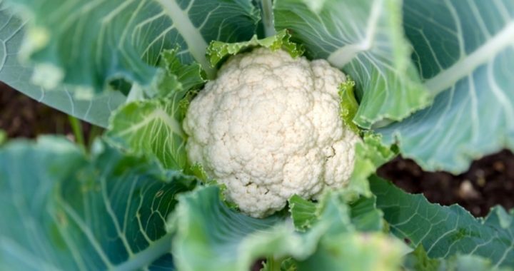 Anti-white “Vegetableism”? AOC Compares Growing Cauliflower to “Colonialism”