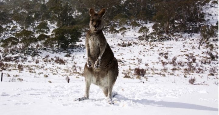 Gore Visits Australia to Preach About Global Warming; Snow Falls on Cue