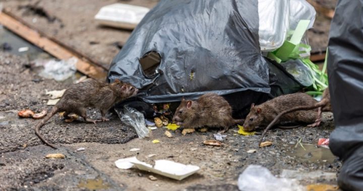 As Rodents Become Epidemic in California, State Moves to Ban Powerful Pest Killers