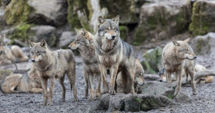 Family Ranch Under Attack as Wolf Pack Is Killed in Washington