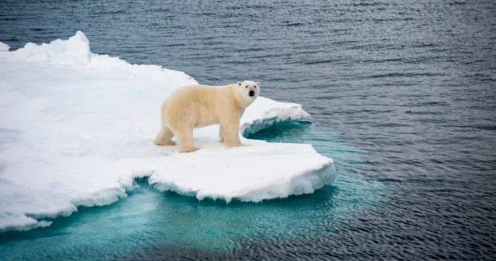 Prominent Zoologist Sacked for Truth-telling About Polar Bears?