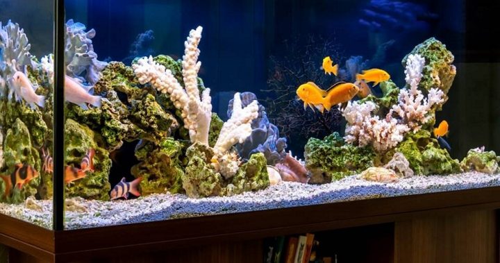 Woman Who Fed Her Husband Fish-tank Cleaner Was Democrat Donor, Had Serious Health, Financial Troubles