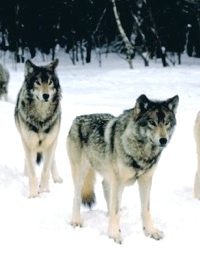 Court Favors Wolves, Endangers Elk, Moose and Humans