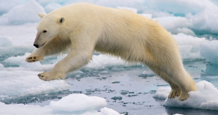 Theory That Polar Bears Will Go Extinct Due to Climate Change Finds Thin Ice