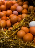 Egg Recalls Bring Statists Out of Their Shells