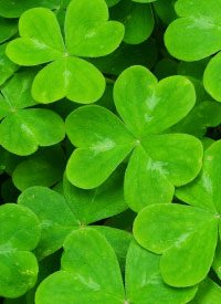 Musings on St. Patrick’s Day