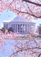 100 Years After the Cherry Blossoms Bloomed