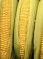 Ethanol Subsidies, Newt Gingrich, and the 2012 Election