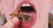 World Economic Forum: We Can Be “Conditioned” to Eat Weeds and Bugs to Save Us From Climate Change