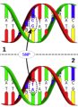 Pentagon to Use Genetic Code to Identify Perfect Soldier?