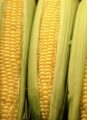 Beginning of the End for Ethanol Subsidies
