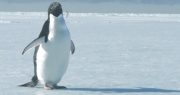 Media Meltdown Over Antarctic Basin