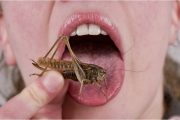 ‘Elites’ on the Common Peoples’ Food Woes: Let Them Eat Bugs