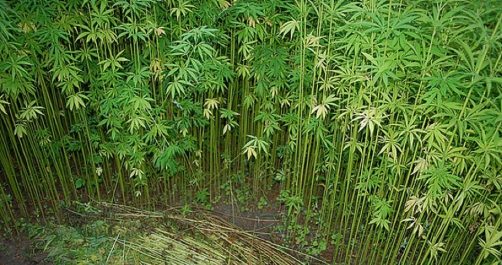 U.S. House of Representatives Votes to Legalize Industrial Hemp