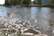 Dam Lies: Newsom Wants Fed Bailout After Green Scheme Kills 830K Salmon