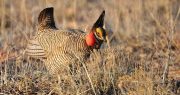 Feds Put Protection of Mice and Chickens Above Rights of Ranchers