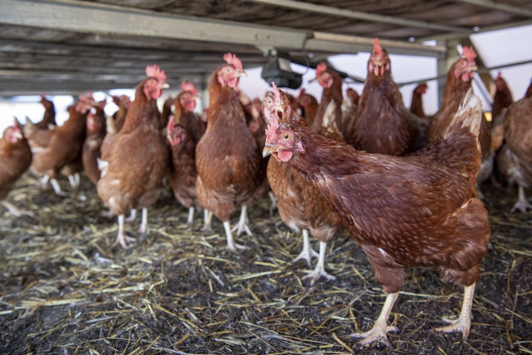 Bird Flu Vaccine Conditionally Approved for Use in Chickens. Will It Hatch New Risks?