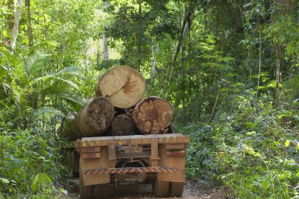 Climatecrats Aim to Save the Planet — by Bulldozing Rainforest