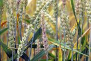 Two Chinese Nationals Charged With Smuggling Deadly Agroterror Fungus Into U.S.