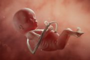 NIH Won’t Renew Grants for Experiments Using Tissue From Aborted Babies