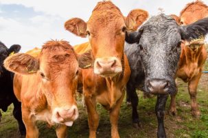 The War on Dairy State Farmers