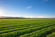 Farm Bailouts Announced as Trade Wars Deepen Strain on U.S. Agriculture