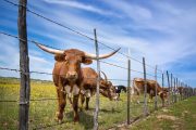 Ag Secretary Confirms That Trump Is Eyeing Argentina’s Beef; U.S. Ranchers See Red Ag Secretary Confirms That Trump Is Eyeing Argentina’s Beef; U.S. Ranchers See Red