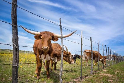 Ag Secretary Confirms That Trump Is Eyeing Argentina’s Beef; U.S. Ranchers See Red