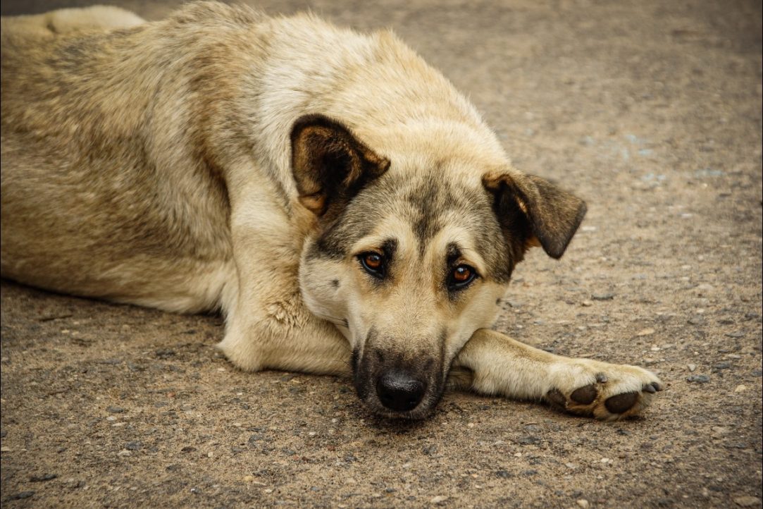 Diversity’s Fruits: Islam’s Brutal War on Dogs Comes to the U.S.