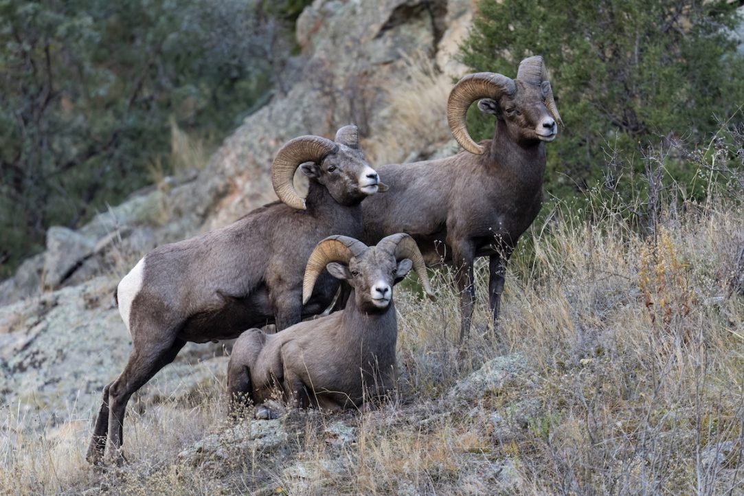 Colorado Moves Against Fur Sales, Reviving the War on Hunting and Trapping