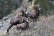 Colorado Moves Against Fur Sales, Reviving the War on Hunting and Trapping
