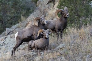 Colorado Moves Against Fur Sales, Reviving the War on Hunting and Trapping