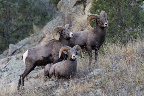 Colorado Moves Against Fur Sales, Reviving the War on Hunting and Trapping