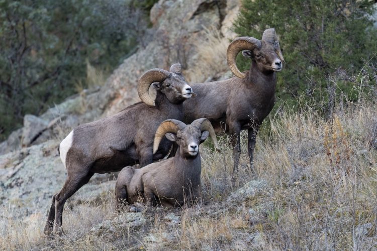 Colorado Moves Against Fur Sales, Reviving the War on Hunting and Trapping