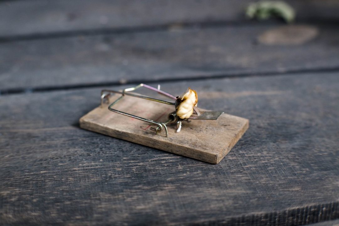 New Oregon Measure Would Criminalize Hunting, Fishing — and Even Standard Mouse Traps