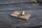 New Oregon Measure Would Criminalize Hunting, Fishing — and Even Standard Mouse Traps