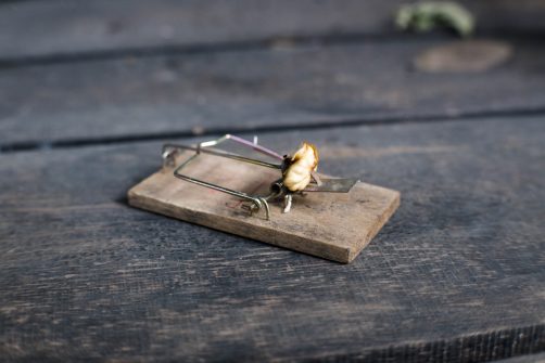 New Oregon Measure Would Criminalize Hunting, Fishing — and Even Standard Mouse Traps