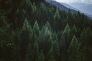 Town in Quebec, Canada, Recognizes “Right to Life” for … Trees