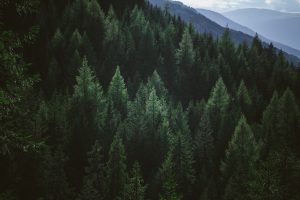 Town in Quebec, Canada, Recognizes “Right to Life” for … Trees
