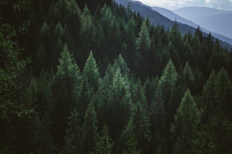 Town in Quebec, Canada, Recognizes “Right to Life” for … Trees